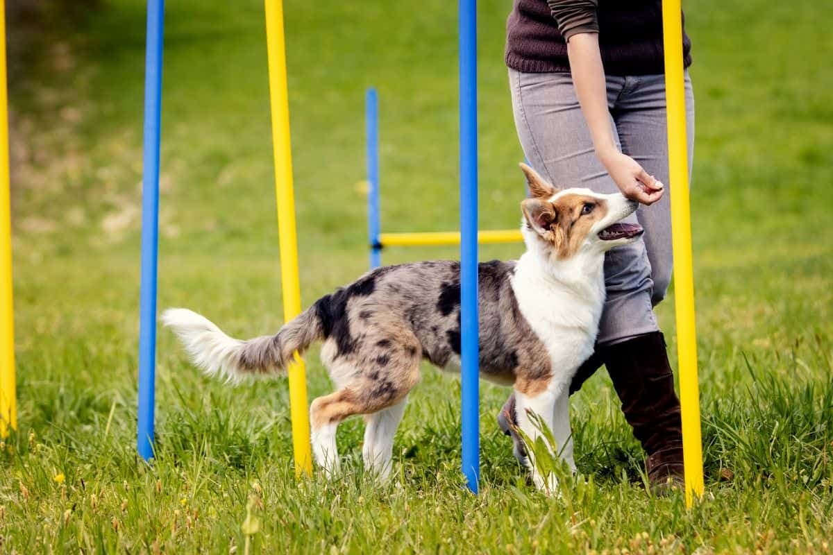 Dog Training Classes Near Scottsdale Transform Your Dog’s Behavior Today