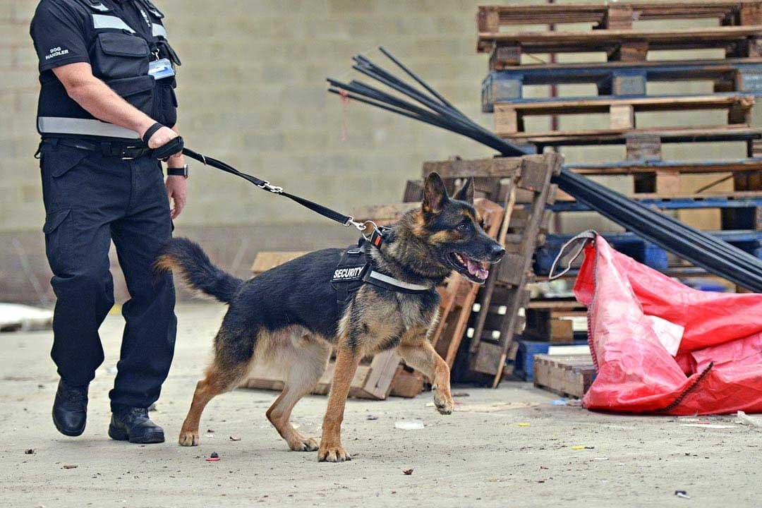 Security Dog Services Coventry – Trusted Security Dog Services Coventry for Maximum Protection | ISA Support Services