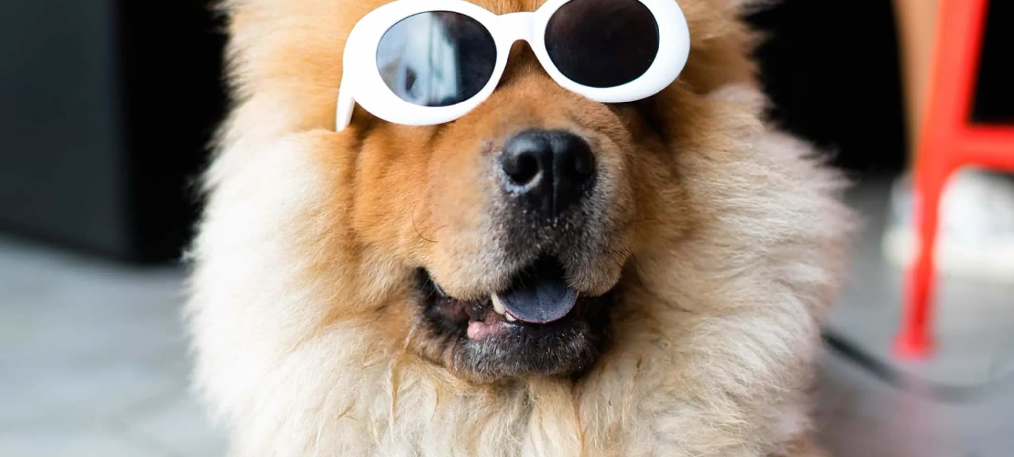 Vet Home Certs: Easy Animal Health Certificates UK-Wide