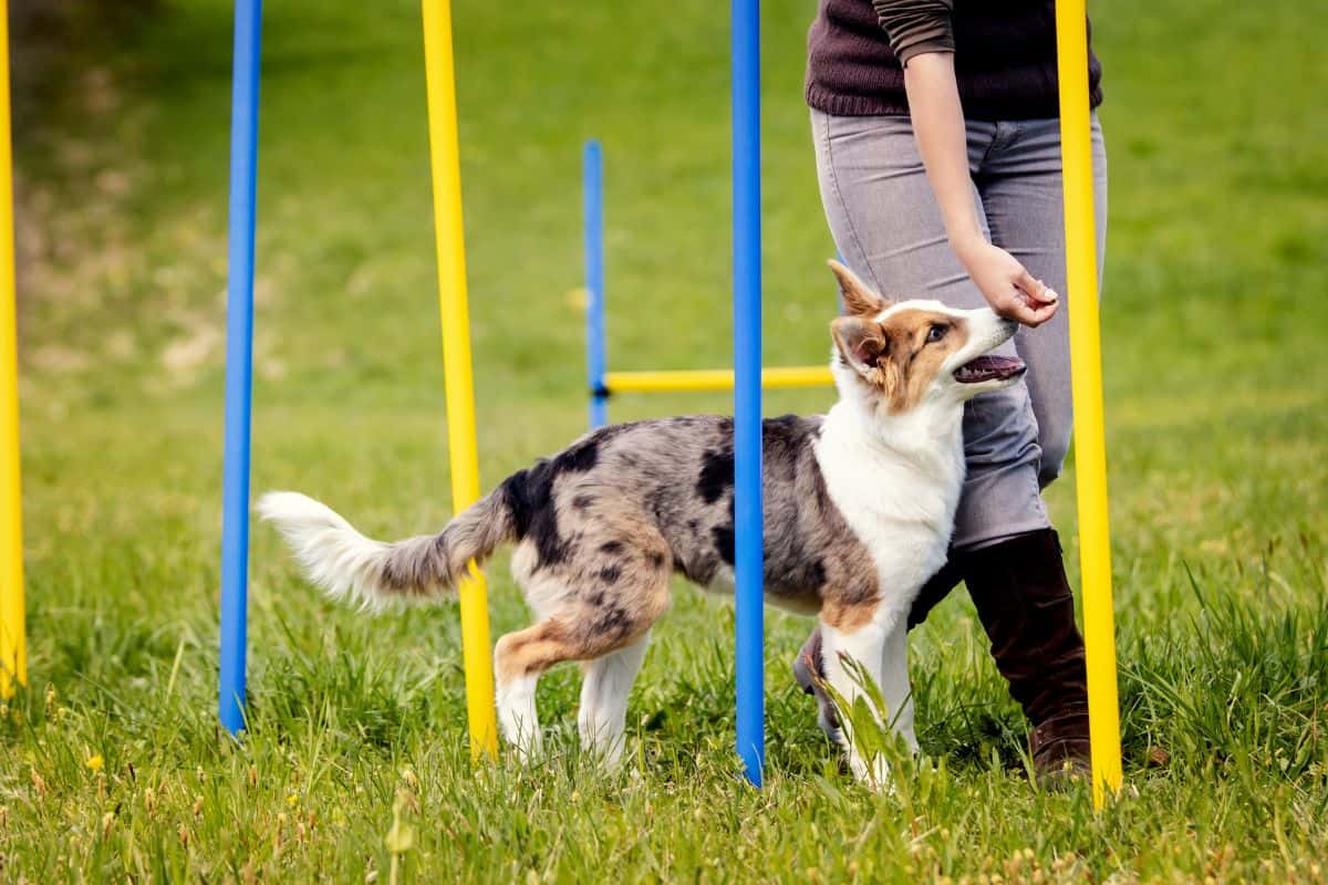 Dog Training Classes Near Scottsdale Transform Your Dog’s Behavior Today
