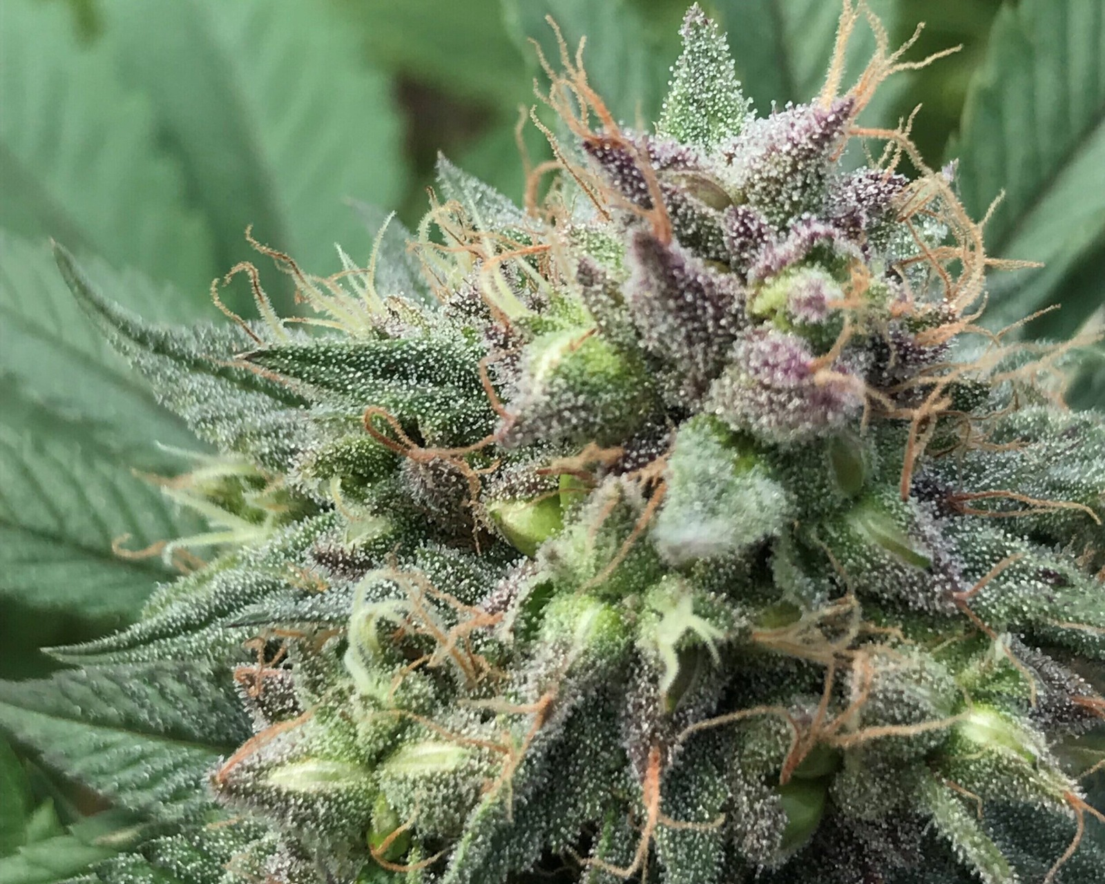 Cannabis Club Experience by Clubs Cannabis Madrid