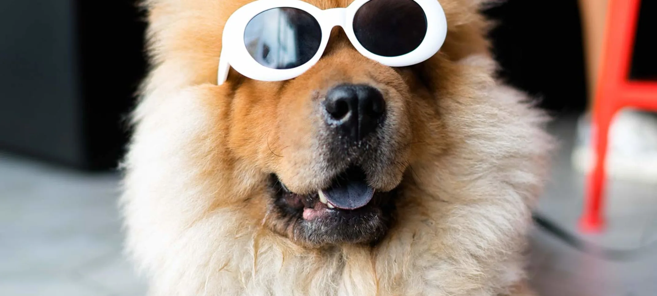 Vet Home Certs: Easy Animal Health Certificates UK-Wide